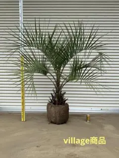 送料込み ニオイシュロラン ドラセナ 株立ち 形状良 幹太 新築 現品