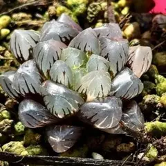 a*e様 OB-1オブツーサ錦　超美株　ハオルチア　観葉植物　D8