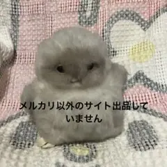 2026年最新】ヤマネ工房の人気アイテム - メルカリ