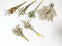 【素材セット】①小判草　チガヤ　ワイルドオーツ　猫じゃらし