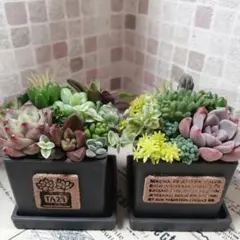 NEW　そのまま飾れる多肉植物の寄せ植え*ミニプランター盛り寄せ２つセット