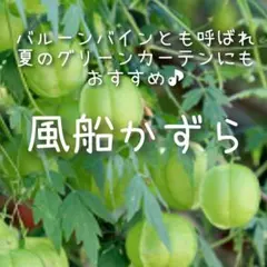 たこやき太郎⭐︎様 リクエスト 3点 まとめ商品