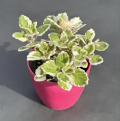 プレクトランサス　ミントリーフ　◻︎抜き苗◻︎