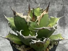 チタノタ 狼牙 発根済み 子株 agave アガベ オテロイ ② - メルカリ