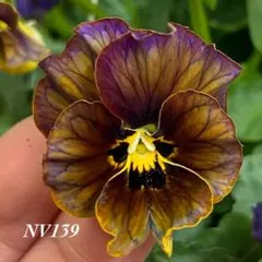 【NV139】ヌーヴェルヴァーグ種15粒入手困難サトウ園芸フリルビオラパンジーのサムネイル