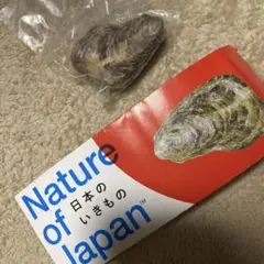 【ガシャポン】Nature of Japan　日本のいきもの マガキ