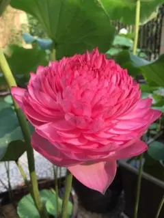 けんのすけ様専用ページ