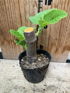 イチジク　キングの苗 1本のサムネイル