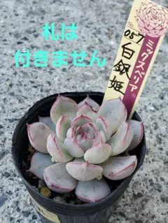 ぽ*ん様 ミックスベリア　白銀姫　抜き苗