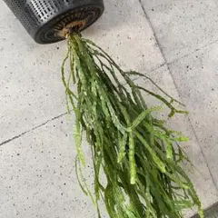 値下げ中！大株です！逆さポット植え。フペルジア『Nummularifolia』のサムネイル