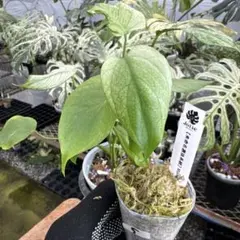 18 【未命名選抜系統】Monstera Deliciosa 兄弟株参考あり - メルカリ
