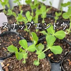 uuu_tan様 リクエスト 2点 まとめ商品