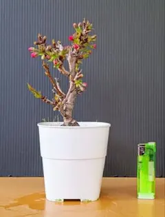 モコモコ様 リクエスト 2点 まとめ商品