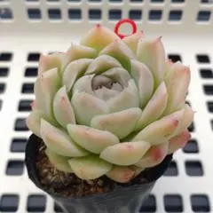 2026年最新】観葉植物の人気アイテム - メルカリ