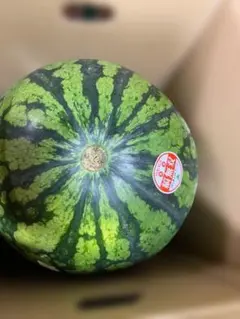 新潟県八色産 西瓜 秀3Lサイズ 2玉入 上村農園 約8kg× 2 玉入１箱 新潟県八色産 西瓜 秀3Lサイズ 2玉入 上村農園 約8kg× 2 玉入1箱