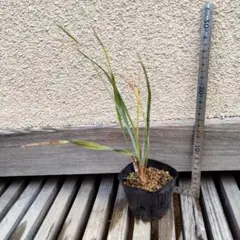 2026年最新】ユッカロストラータ種の人気アイテム - メルカリ