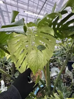 おぼらだれん様 リクエスト 2点 まとめ商品