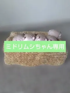 ミドリムシさん専用