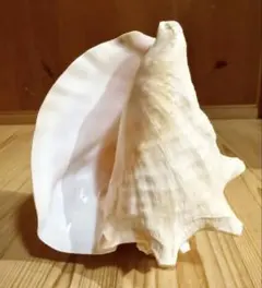 2026年最新】ホラガイの人気アイテム - メルカリ