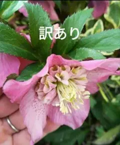 ぽんぽこ様 リクエスト 2点 まとめ商品