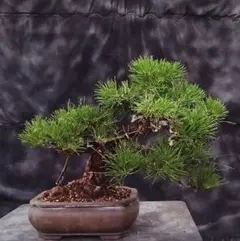 No.4盆栽 黒松 模様木 展示会用 - メルカリ