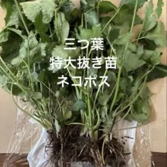 ベトナムコリアンダー抜き苗1株＋ホムデン苗5個オマケ - メルカリ