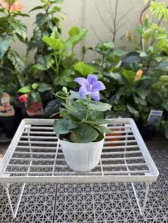 【観葉植物　山野草　花苗】矮性・キキョウ(桔梗) 青花　鉢ごと発送　1のサムネイル