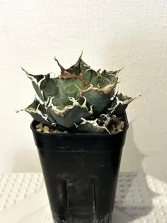 2026年最新】アガベ オアハカ 現地の人気アイテム - メルカリ