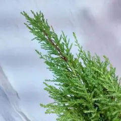 2026年最新】苗木・植木の人気アイテム - メルカリ