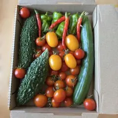 朝どれ 野菜セット ゴーヤ きゅうり ミニトマト ピーマンのサムネイル