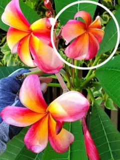 散歩道様 リクエスト 2点 まとめ商品