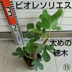 ⑪◆イチジク苗木◆【ビオレソリエス⑪】《7月17日撮影》親木の写真・結実実績ありのサムネイル