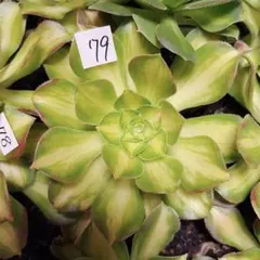 2026年最新】アエオニウム サラダボールの人気アイテム - メルカリ