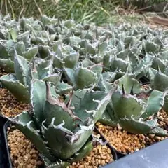 dukeduke様 リクエスト 4点 まとめ商品