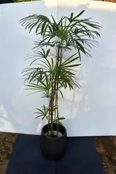 さだはる様用 観音竹 カンノンチク ヤシ 開運 縁起 浄化 観葉植物 さだはる様用 観音竹 カンノンチク ヤシ 開運 縁起 浄化 観葉植物