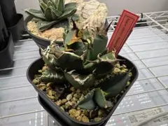 2025年最新】アガベ オアハカの人気アイテム - メルカリ