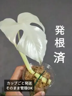 2026年最新】斑入りモンステラ ホワイトタイガーの人気アイテム - メルカリ