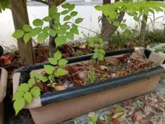 お得なセット　実生のたらの芽中小mix苗5本＋株分け苗２本のサムネイル