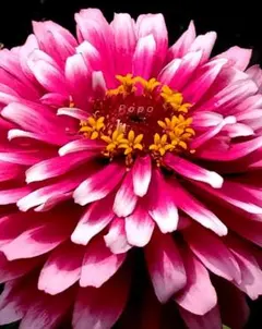 バイカラー　ジニア　10粒