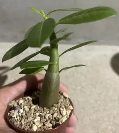 taka2様 リクエスト 2点 まとめ商品