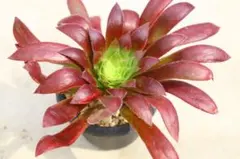 C＊多肉植物 アエオニウム サラダボール 抜き苗1ポット分 ＊ - メルカリ