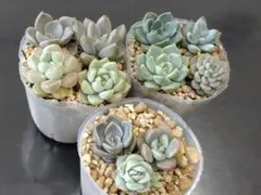 つぶつぶ屋さん　カット苗　11種　多肉植物のサムネイル