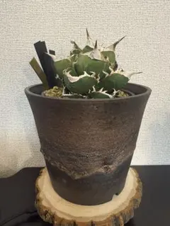 ⑤【レア】モンステラ タイコンステレーション ミューテーション