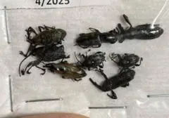 2026年最新】ゾウムシの人気アイテム - メルカリ