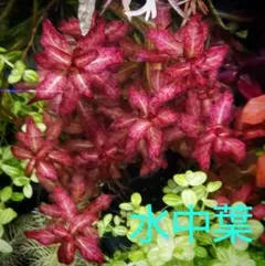専用セット ルドウィジア ギニア 水中葉 セネガレンシス ギニアンルド