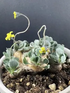 2025年最新】オトンナ カカリオイデスの人気アイテム - メルカリ