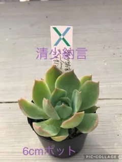 ぽきりち様 リクエスト 5点 まとめ商品