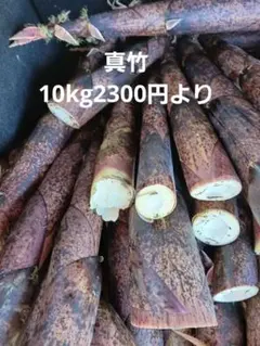地域限定新鮮な朝どり 真竹タケノコ10㎏～20㎏ 地域限定新鮮な朝どり 真竹タケノコ10㎏～20㎏ - メルカリ