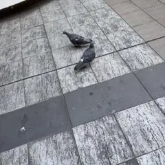 はと