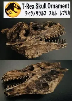 リアル！頭骨恐竜 化石 博物館フィギュア ティラノサウルス・レックス